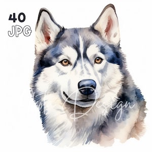 Siberian Husky Clipart - 40 JPG di alta qualità - Pianificatore digitale, Junk Journaling, Acquerello, Arte della parete, Uso commerciale, Download digitale, Tazza