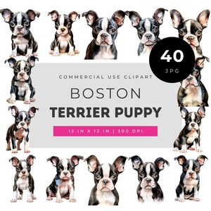 Boston Terrier Puppy Clipart Collection, Cute Boston Dog Portraits, Realistic Black and White Puppy Illustrations for Nursery Decor