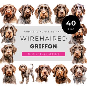 Wirehaired griffon clipart, watercolor wirehaired griffon dog, griffon hunting breed illustration, scruffy dog watercolor art, realistic dog