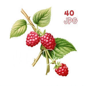 Raspberry Branch Clipart - 40 High Quality JPGs - Digital Planner, Junk Journaling, Watercolor, Commercial Use, Digital Download, Mugs