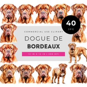 Dogue de Bordeaux Clipart JPG, Conjunto de Retratos em Aquarela de Mastim Francês, Ilustração Realista de Cão de Grande Porte