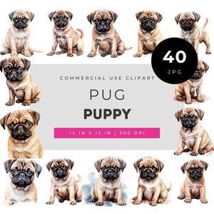 Pug Puppy Illustration Set with 40 Unique Pug Faces and Poses Realistic Puppy Artwork Collection Focused on Pug Breed Variety
