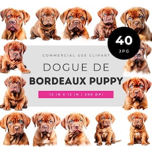 Dogue de Bordeaux Puppy Watercolor Clipart Set with Massive Head Wrinkles, Droopy Jowls, Stocky Body and Gentle Expression