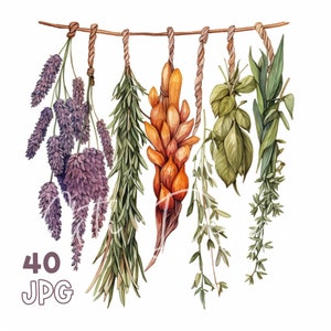 Hangende gedroogde kruiden clipart - 40 hoge kwaliteit JPG's - digitale planner, junk journaling, aquarel, commercieel gebruik, digitale download, mokken