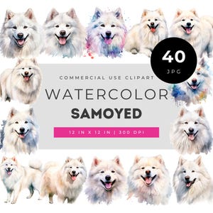 Watercolor Samoyed Dog Clipart Set with Fluffy White Samoyed Portraits, Hand Painted Arctic Breed Illustrations for Design