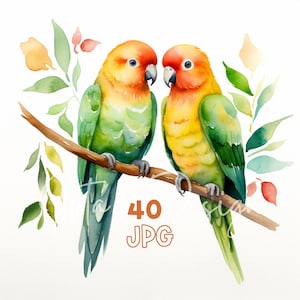 Clipart de periquitos - 40 JPGs de alta qualidade - planejador digital, registro de lixo eletrônico, aquarela, uso comercial, download digital, canecas, vestuário