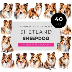 Shetland Sheepdog Clipart Bundle, Sheltie Watercolor Dog Portraits, Collie Breed Graphics for Sublimation Crafts