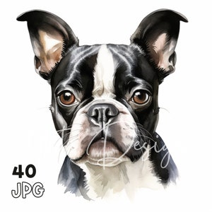 Boston Terrier Clipart - 40 High Quality JPG - Digital Planner, Junk Journaling, Watercolor, Wall Art, Commercial Use, Digital, Mug, Apparel