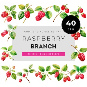 Ensemble de clipart de branches de framboisiers, illustration botanique de baies, pack de motifs de feuillage de jardin pour la création florale, le scrapbooking et autres projets créatifs.