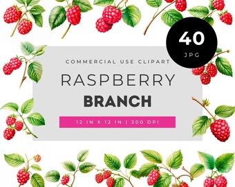 Raspberry branch clipart set botanical berry illustration bundle garden foliage design pack for crafting florals scrapbooking and creatives