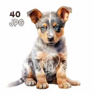オーストラリアン キャトル ドッグの子犬のクリップアート - 40 枚の高品質 JPG - デジタル プランナー、ジャンク ジャーナリング、水彩、商用利用、デジタル ダウンロード