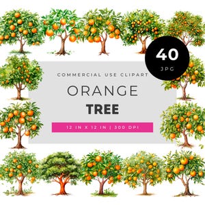 Watercolor orange tree clipart bundle with citrus orchard illustrations for scrapbooking invitations wall art and creative DIY projects set