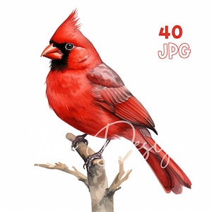 Red Cardinal Clipart - 40 hochwertige JPGs - Digitaler Planer, Junk Journaling, Aquarell, Wandkunst, kommerzielle Nutzung, digitaler Download, Tassen