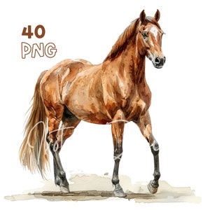 Horse Clipart - 40 PNG de haute qualité - Planificateur numérique, Junk Journaling, Aquarelle, Art mural, Utilisation commerciale, Téléchargement numérique, Tasses, Décor
