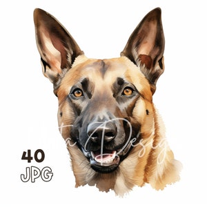 Belgian Malinois Clipart - 40 JPG de haute qualité - Planificateur numérique, Junk Journaling, Aquarelle, Wall Art, Utilisation commerciale, Téléchargement numérique