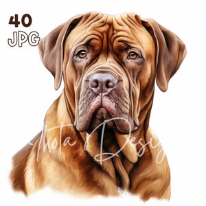 Dogue de Bordeaux Clipart - 40 hoge kwaliteit JPG's - Digitale Planner, Junk Journaling, Aquarel, Muurkunst, Commercieel Gebruik, Digitale Download