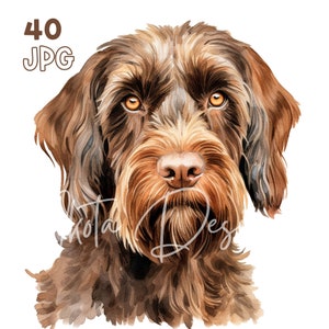 Wirehaired Griffon Clipart - 40 PNG de haute qualité - Planificateur numérique, Junk Journaling, Aquarelle, Utilisation commerciale, Téléchargement numérique, Vêtements
