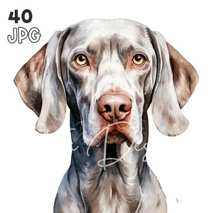Weimaraner Clipart - 40 PNG de haute qualité - Planificateur numérique, Junk Journaling, Aquarelle, Utilisation commerciale, Téléchargement numérique, Tasses, Vêtements