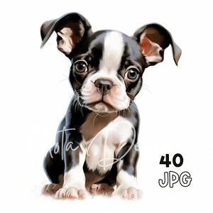 Boston Terrier Puppy Clipart - 40 High Quality JPGs - Digital Planner, Junk Journaling, Watercolor, Wall Art, Commercial Use, Mugs, Apparel