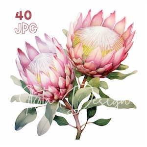Pastel Protea Clipart - 40 hoge kwaliteit JPG - Digitale Planner, Junk Journaling, Aquarel, Muurkunst, Commercieel Gebruik, Digitale Download, Mokken