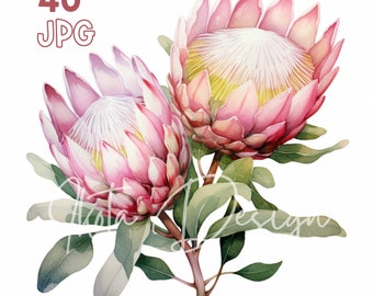 Pastel Protea Clipart - 40 High Quality JPG - Digital Planner, Junk Journaling, Watercolor, Wall Art, Commercial Use, Digital Download, Mugs