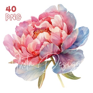 Watercolor Peony Clipart - 40 High Quality PNGs - Digital Planner, Junk Journaling, Watercolor, Wall Art, Commercial Use, Digital Download