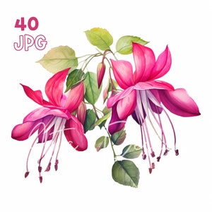 Fuchsia Flower Clipart - 40 JPG de haute qualité - Planificateur numérique, Junk Journaling, Aquarelle, Art mural, Utilisation commerciale, Téléchargement numérique, Mug
