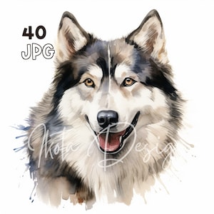 Alaskan Malamute Clipart - 40 JPG di alta qualità - Pianificatore digitale, Junk Journaling, Acquerello, Arte della parete, Uso commerciale, Download digitale