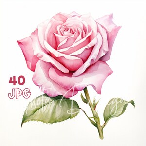 Rosa Moyesli Clipart - 40 JPG de haute qualité - Planificateur numérique, Junk Journaling, Aquarelle, Art mural, Utilisation commerciale, Téléchargement numérique, Tasses