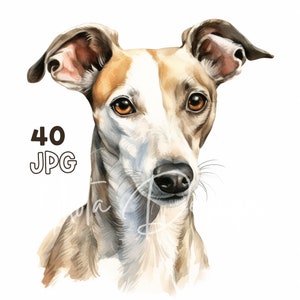 Whippet Clipart - 40 JPG de haute qualité - Planificateur numérique, Junk Journaling, Aquarelle, Art mural, Utilisation commerciale, Téléchargement numérique, Tasses