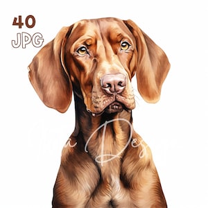 Vizsla Clipart - 40 JPG de haute qualité - Planificateur numérique, Junk Journaling, Aquarelle, Art mural, Utilisation commerciale, Téléchargement numérique, Tasses