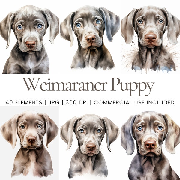 Weimaraner Puppy Clipart - 40 High Quality JPGs - Digital Planner, Junk Journaling, Watercolor, Commercial Use, Digital Download, Mugs