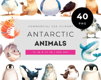 Antarctic Animals Clipart Bundle, Cute Polar Ocean PNG Set, Penguin Seal Whale Sea Life Graphics, Kids Nursery Art