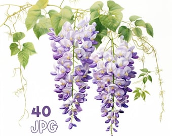 Wisteria Clipart PNG Bundle, Purple Watercolor Flower Graphics, Hanging Floral Illustration, Wedding Invitation Design, Botanical Download