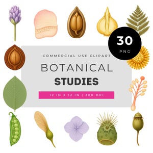 Puede incluir: Ilustraciones botánicas variadas, incluyendo semillas, hojas y flores, dispuestas alrededor de un bloque de texto central. El texto dice "BOTANICAL STUDIES" y "COMMERCIAL USE CLIPART". La imagen mide 30,48 cm x 30,48 cm.