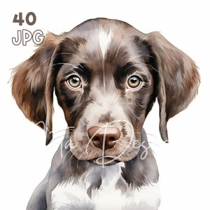 ショートヘアード ポインターの子犬のクリップアート - 40 枚の高品質 JPG - デジタル プランナー、ジャンク ジャーナリング、水彩、商用利用、デジタル ダウンロード