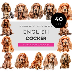 English Cocker Clipart, Spaniel Dog Illustration, Watercolor Puppy Art, Long Ear Canine Portrait, Realistic Pet Breed Graphic Set