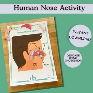Human Nose Anatomy Activity High School Biology Resource Secondary Science Diagram Worksheet Printable Interactive Labelling Materials