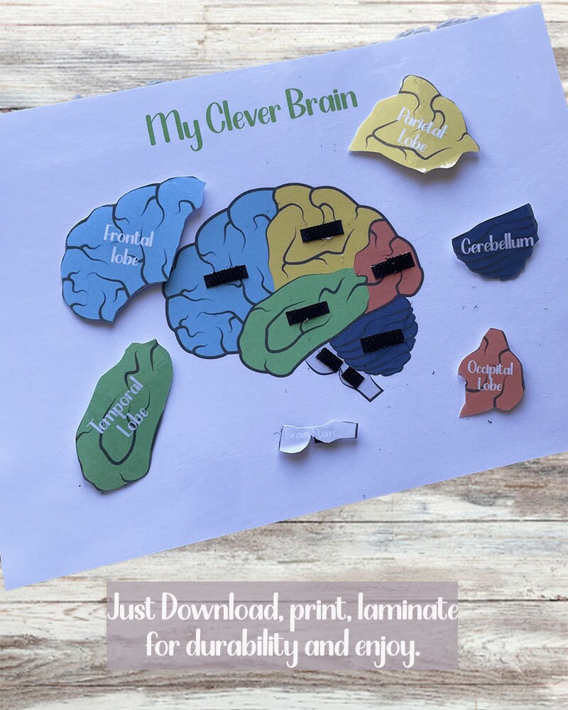Printable Brain Anatomy Labelling Activity Label the Brain Etsy UK
