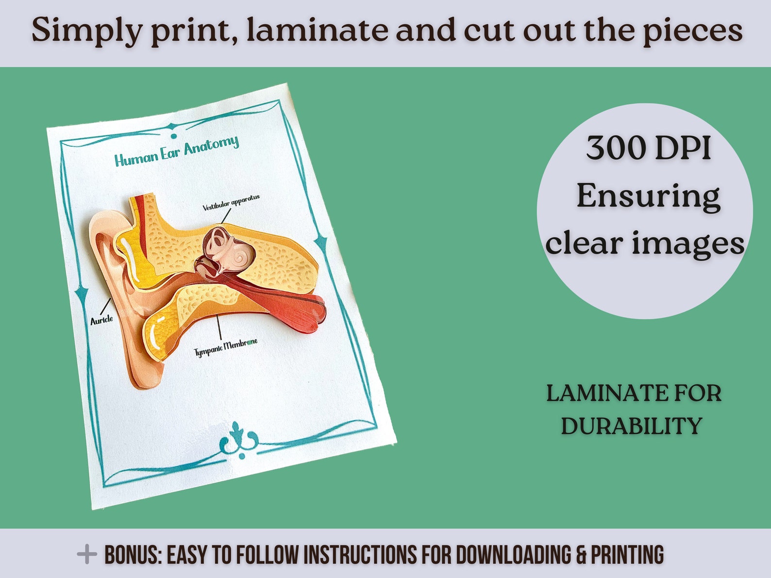 Ear Anatomy Printable Worksheet Anatomy of the Ear Teaching Resource ...