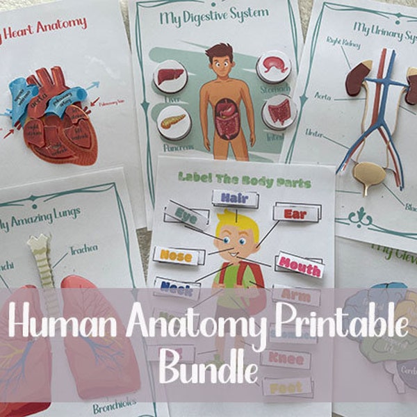 Human Anatomy Printable Bundle Parts Of The Body Worksheets Printable Organs Resources Science Teaching Homeschool Materials Human Anatomy