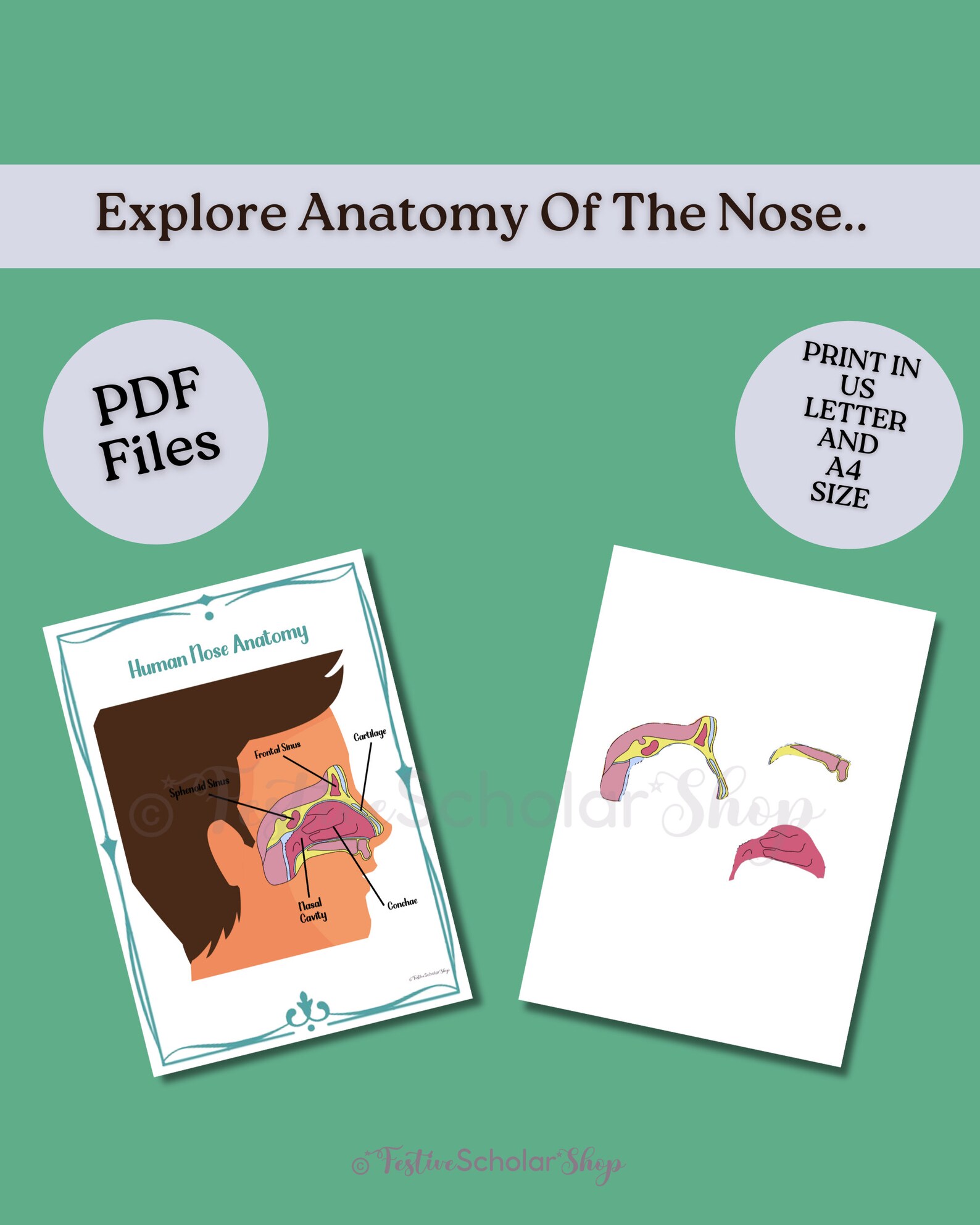 Biology Five Senses Anatomy Bundle Printable Human Body Worksheets for ...