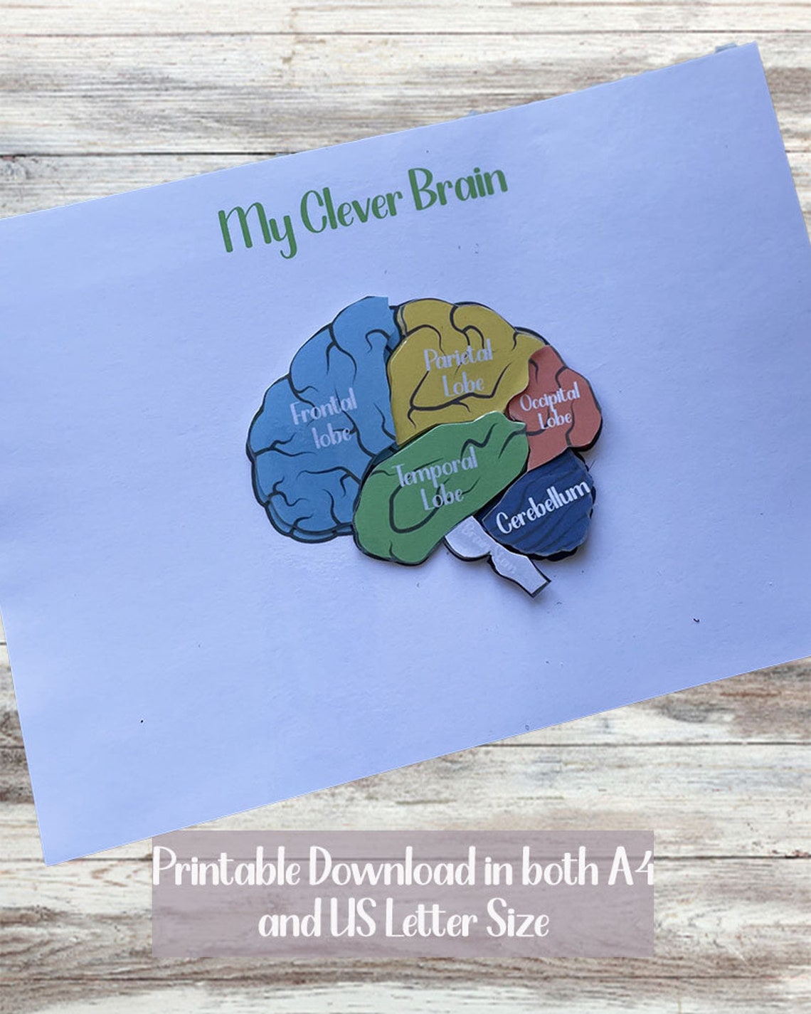 Parts of the Brain Printable Worksheet Brain Anatomy Teaching Resource