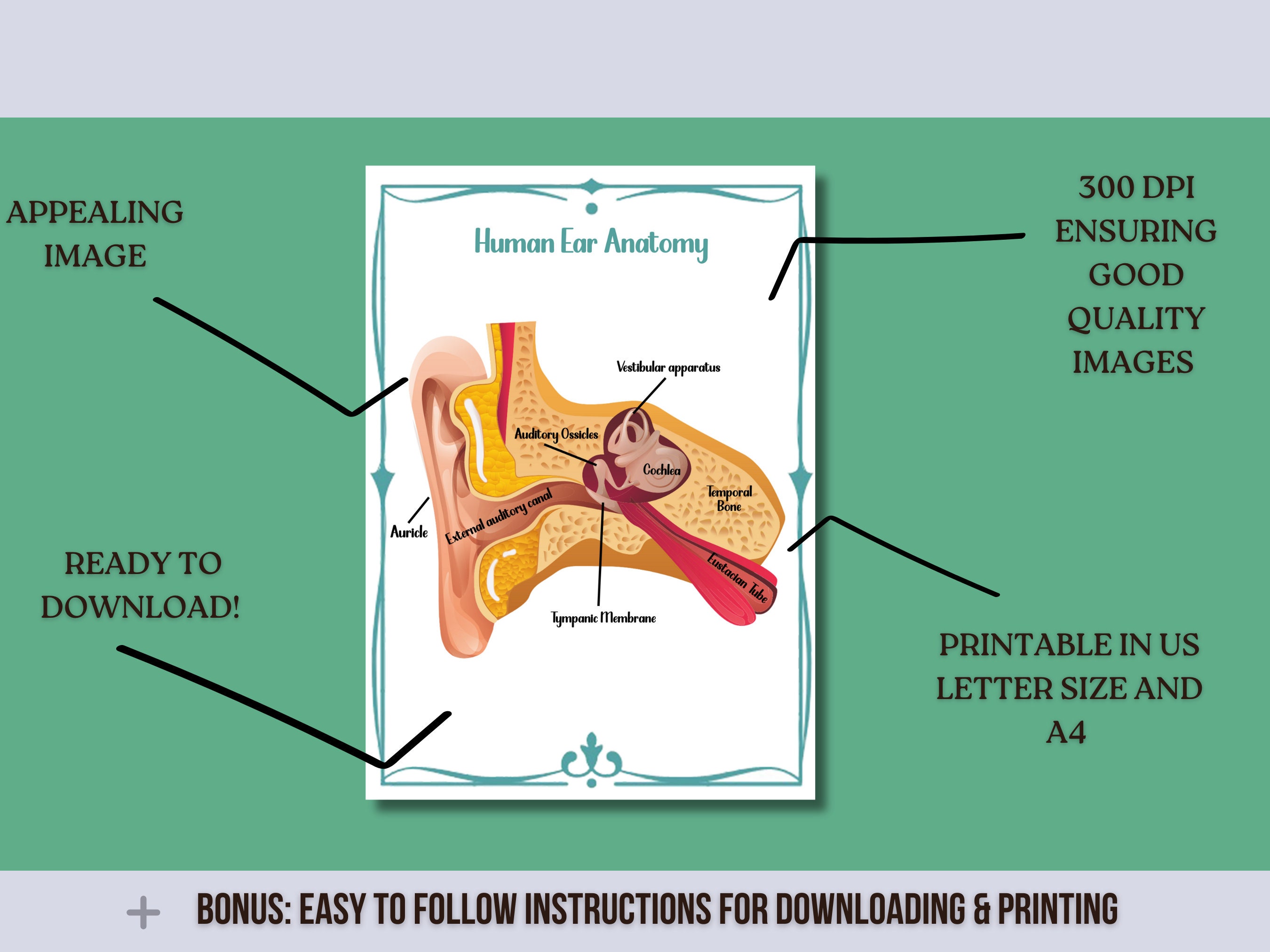 ear-anatomy-printable-worksheet-anatomy-of-the-ear-teaching-resource