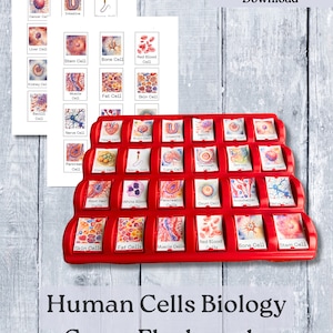 Tarjetas didácticas de biología, células humanas, para adivinar, imprimibles, anatomía científica, para estudiantes de secundaria que estudian en casa, repaso de GCSE de profesores.