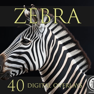Zebra Digital Overlays, PNG Overlays, Animal clipart,Zebra overlays, Photoshop overlays, Zebra art, Wildlife Graphics, Africa.