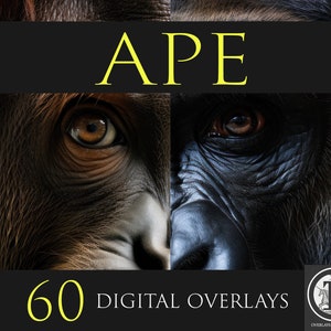 Może przedstawiać: Lista produktów cyfrowych obejmująca 60 nakładek z małpami. Obraz przedstawia zbliżenie oczu dwóch różnych małp, jednej z brązowym futrem, a drugiej z czarnym futrem. Tekst "APE" jest napisany żółtymi literami na czarnym tle. Tekst "60 DIGITAL OVERLAYS" jest napisany żółtymi literami na czarnym tle.