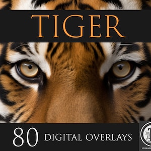 Superposiciones digitales de tigre, imágenes prediseñadas de tigre, superposiciones PNG, superposiciones de animales, superposiciones de Photoshop,