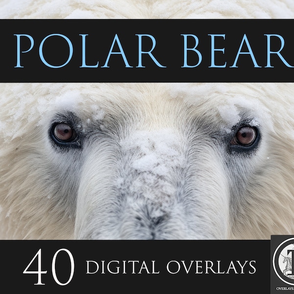 Polar Bear Digital Overlays, PNG Overlays, Animal clipart, Animal overlays, Photoshop overlays,