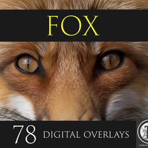 May include: Close-up of a fox's face with orange fur and bright yellow eyes. The image is titled "FOX" and says "78 DIGITAL OVERLAYS" at the bottom.